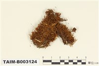 藏品(叢苔科)的圖片